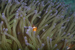 Clownfisch versteckt sich in seiner Seeanemone Clownfisch versteckt sich in seiner Seeanemone