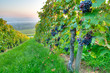 Trauben im Weinberg