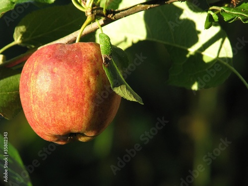 Photo: Pommier Pommier