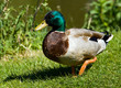 Mallard Duck
