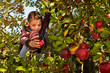 girl in the apple tree