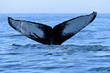 Humpback Whale