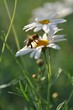 Abeille qui butine