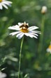Abeille qui butine