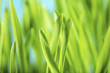 Foto: Barley Seedlings Barley Seedlings
