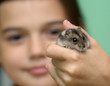 hamster in child's hand hamster in child's hand