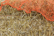 Halloween hay