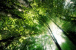 Lumière du soleil brillant dans la forêt