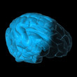 Wireframe brain
