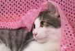 Katze Luana in rosa Stoff/ H
