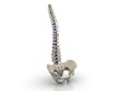 Illustration: Human spine isolated on white background Human spine isolated on white background