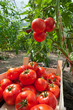 Picking tomatoes Picking tomatoes