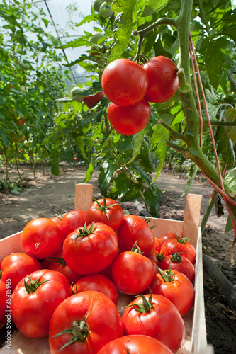 Photo: Picking tomatoes Picking tomatoes