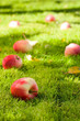 Fallen apples.
