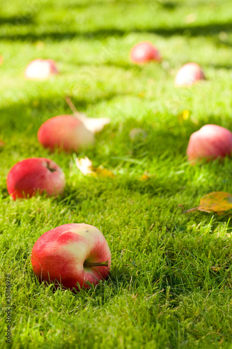 Photo: Fallen apples. Fallen apples.