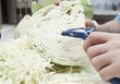 cabbage