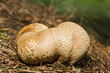 Pigskin poison puffball on needles of pine trees Pigskin poison puffball on needles of pine trees
