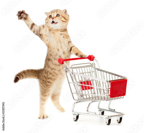 Photo: cat with shopping cart isolated on white cat with shopping cart isolated on white