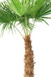 Hanfpalme