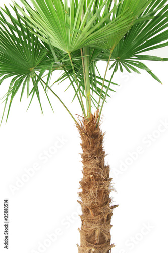 Foto: Hanfpalme Hanfpalme