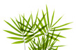 Bamboo leaves Bamboo leaves