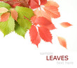 Autumn wild grapes leaves background with sample text