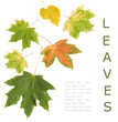 Autumn maple leaves background with sample text