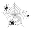 Spider web with three spiders Spider web with three spiders