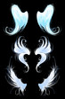 angels wings on a black background