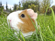 guinea pig in the grass