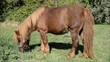 ponette en train de brouter