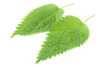 Fresh leaves of nettle with water drops isolated on white