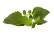 Fresh leaves of mint isolated on white
