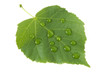 Fresh green leaf with water drops isolated on white