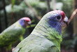 loro loro