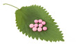 Fresh green leaf with pink medicine isolated on white