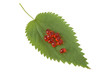 Fresh green leaf with red medicine isolated on white