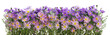 Border from  pink and violet chrysanthemums