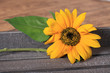 Sonnenblume
