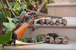 Quail shoot Quail shoot
