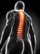 3d rendered anatomy illustration - painful back 3d rendered anatomy illustration - painful back