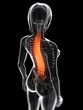 3d rendered medical illustration - painful back 3d rendered medical illustration - painful back