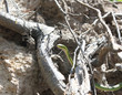 Green Grass snake