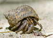 Hermit crab on the sand