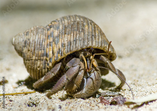 Foto: Hermit crab on the sand Hermit crab on the sand