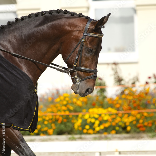 Foto: dressage horse dressage horse