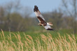 Western Marsh Harrier (Circus aeruginosus) Western Marsh Harrier (Circus aeruginosus)