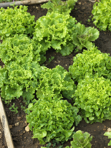 Photo: Salades biologiques Salades biologiques