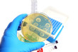 microorganisms in the laboratory microorganisms in the laboratory