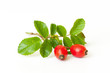 Photo: Rose hips isolated Rose hips isolated